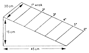 hielspoor