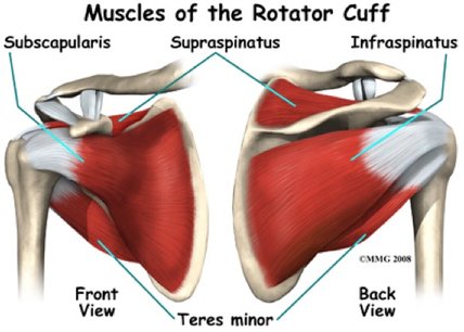 rotatorcuffanatomiemodel